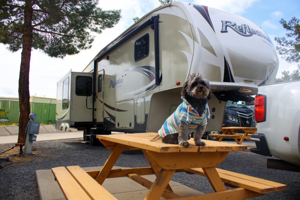 Dog dressed in sweatshirt standing on picnic table at RV campsite.