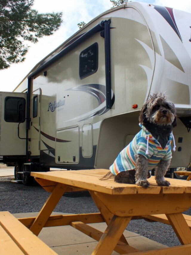 Meet Ted A FullTime RV Dog Travels with Ted