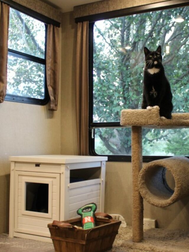 9 Ways to Hide a Stinky Litter Box in an RV or Camper Travels with Ted
