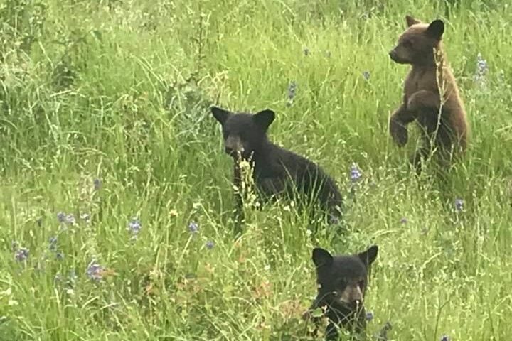 Bears at the National Bison Range