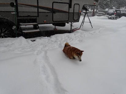 RV Dog in Snow