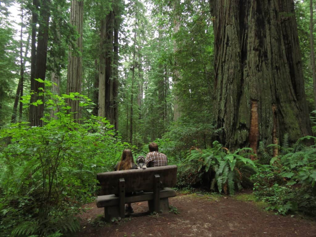 Couple and dogs sitting on bench in Redwood forest.