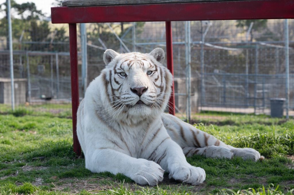 White tiger at cat rescue in Arkansas.