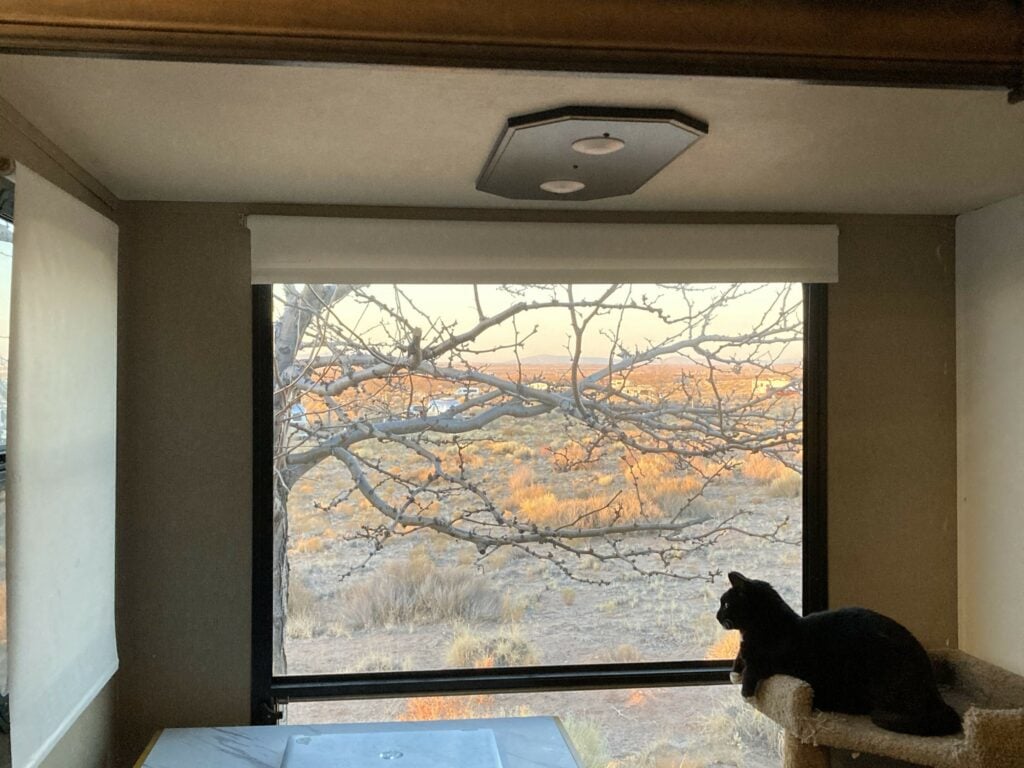Cat looking out RV window