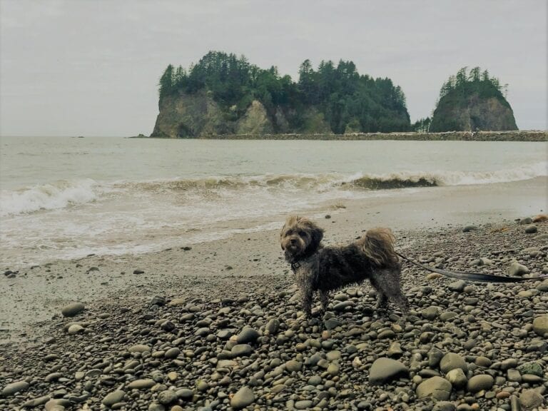 Dog Friendly Beach Olympic Peninsula