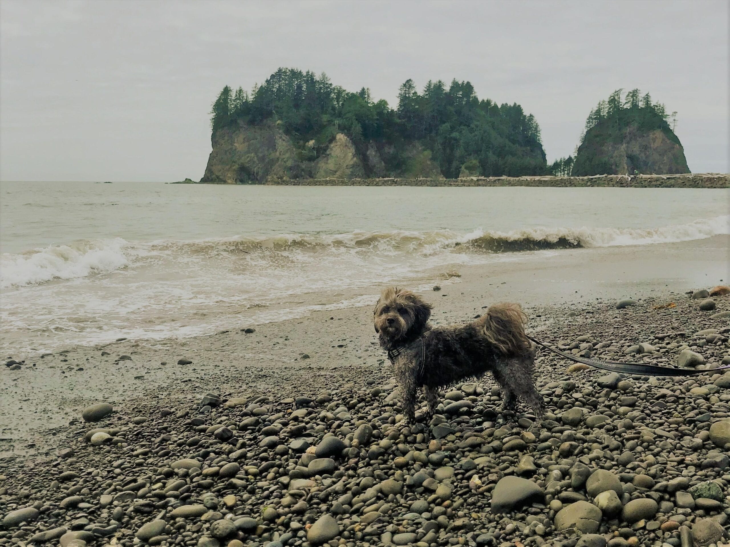 Dog Friendly Olympic Peninsula Vacation Guide How to Winterize Your RV