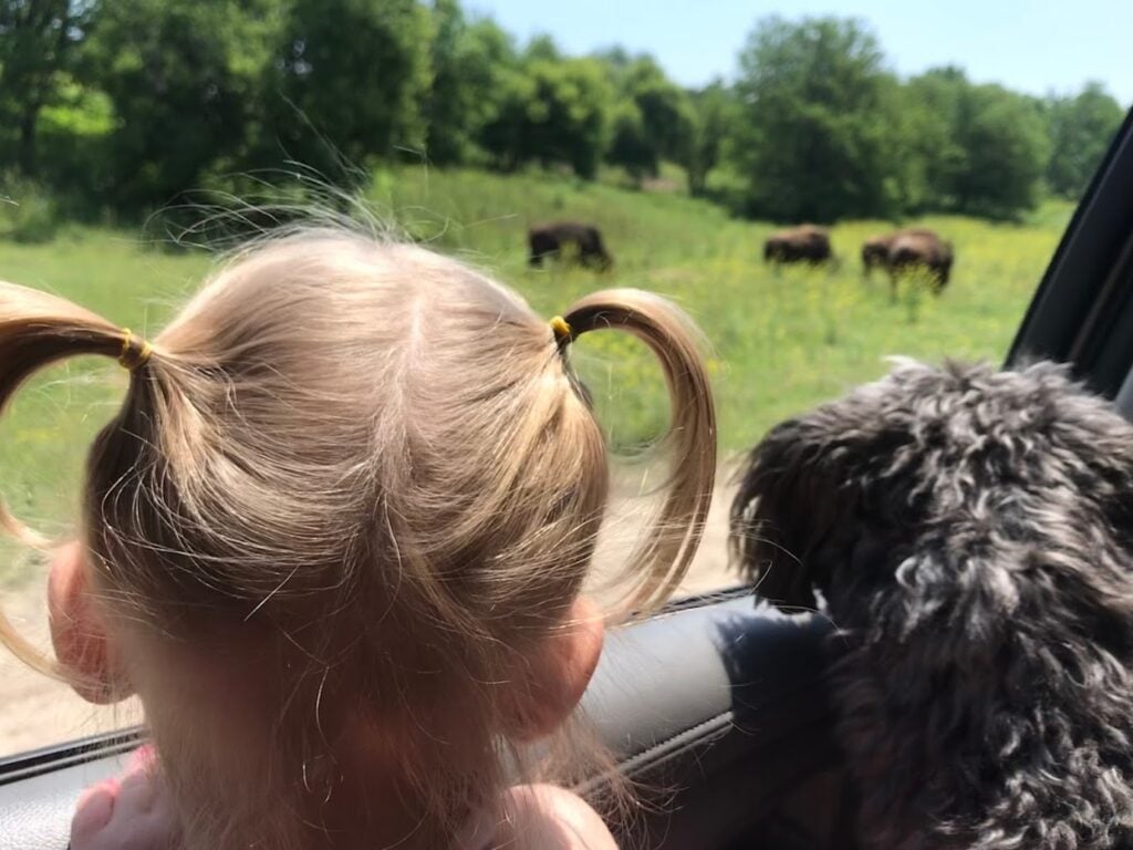 Girl with pigtails and dog looking at bison out of car window.