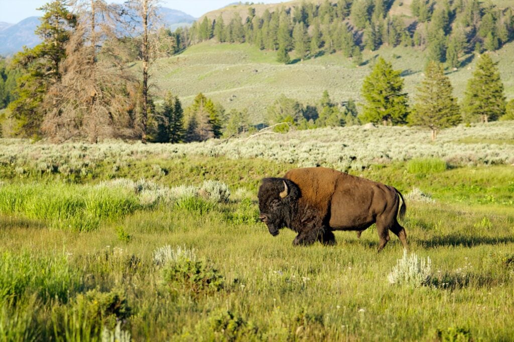 Yellowstone Campgrounds