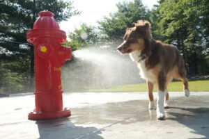 Bark Park at Lake George RV Park