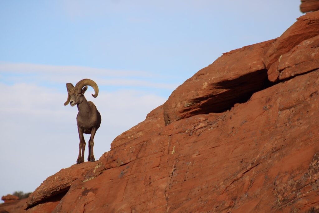 Bighorn sheep on red rock