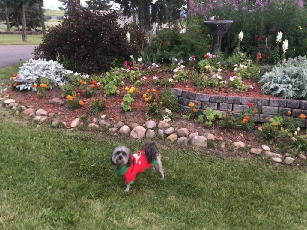 Dog at Jim and Mary's RV Park