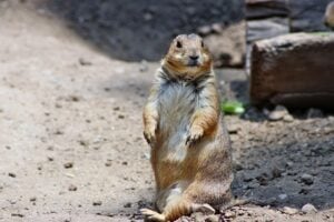 Prairie Dog