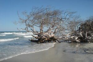 Best Florida State Parks for RV Camping: Little Talbot Island