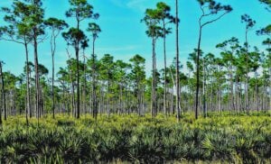 Best Florida State Parks with RV Camping: Jonathan Dickinson