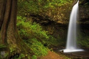 Best Dog Friendly Hikes in Oregon: Latourell Falls