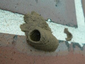 Cleaning RV Air Conditioners: Check for Mud Dauber Nests