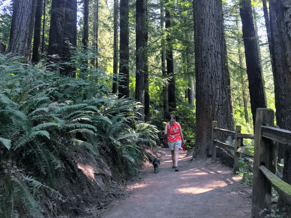 Best Dog Friendly Hikes in Oregon 12 Hikes to Bark About Travels with Ted