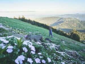 Best Dog Friendly Hikes in Oregon: Marys Peak