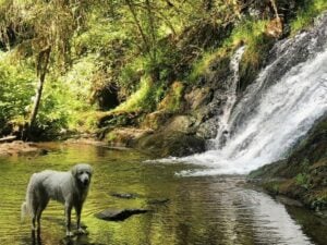 Best Dog Friendly Hikes in Oregon: Green Peak Falls