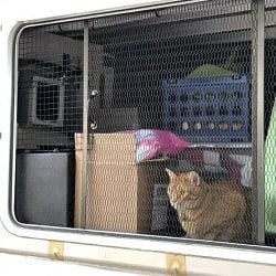 RV Modifications for Cats Custom Screened In Cat Patio