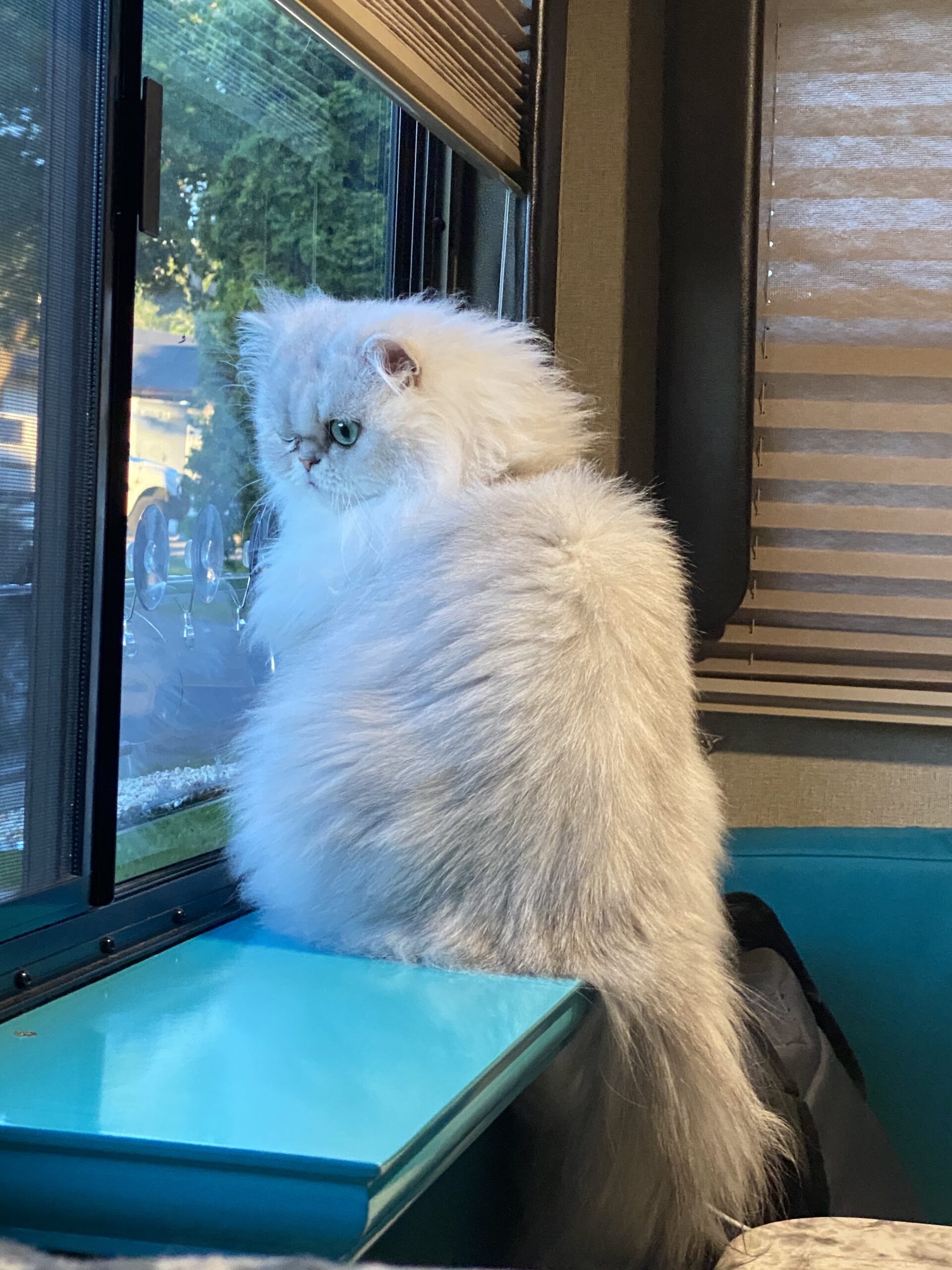 Cat on perch in RV window.