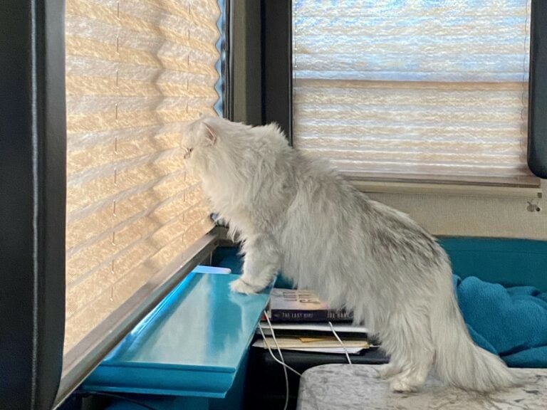 RV Mod for Cats: Custom Window Perch