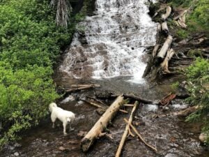 Best Dog Friendly Hikes in Oregon: Umbrella Falls