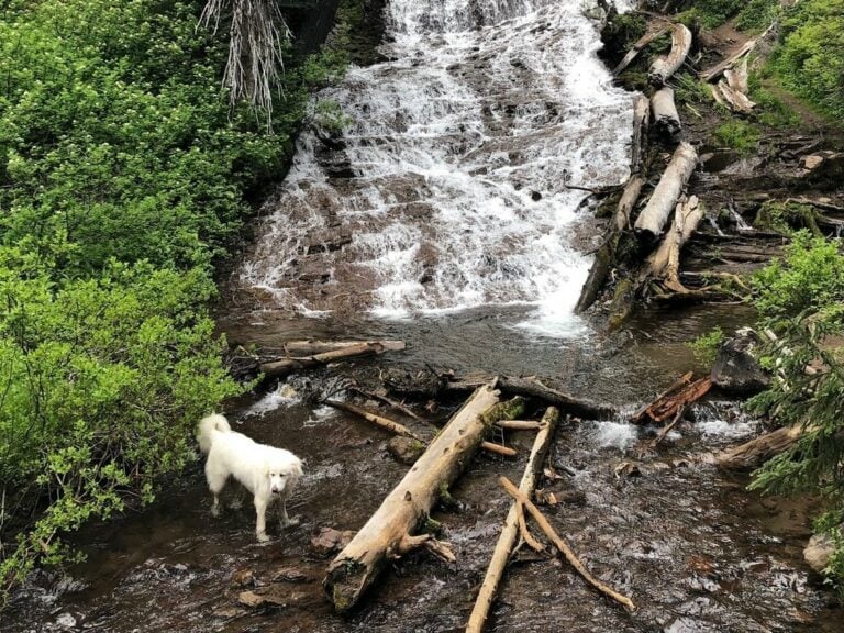 Best dog friendly hikes in Oregon