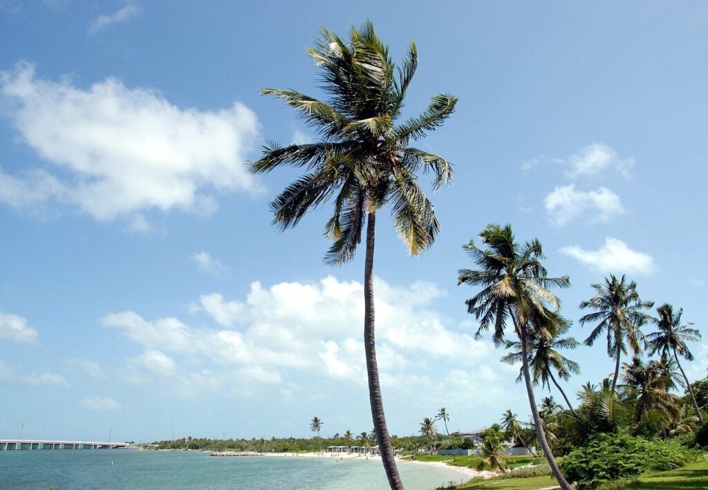 Palm tree, water and beach at Bahia Honda State Park.