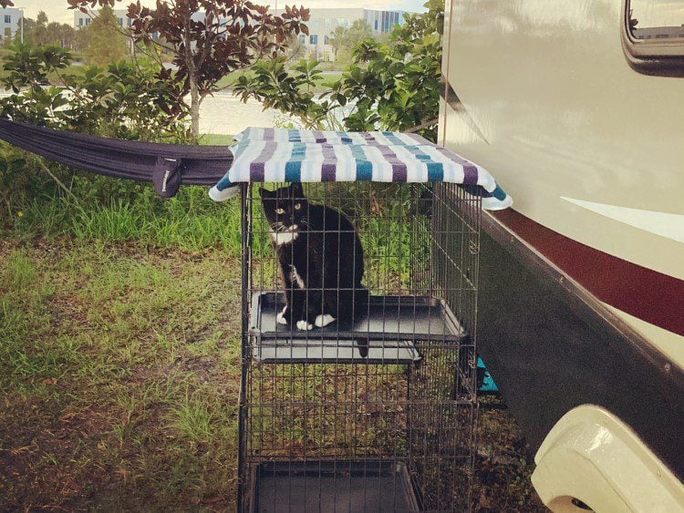 RV Cat in Kennel