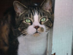 RV Living with Cats: Keep Screen Doors Locked