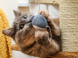 RV Living with Cats: Keep Favorite Toys