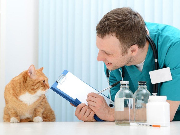 RV Living with Cats: Check Vet Reviews Online