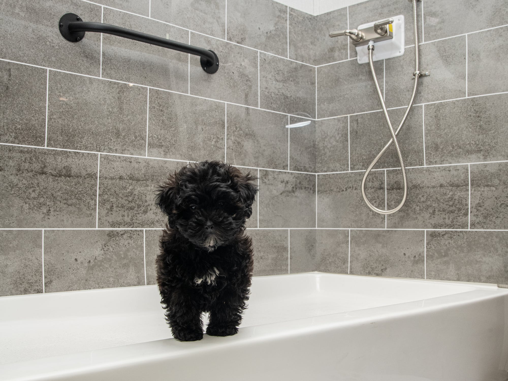 An RV with a Dog Kennel? The 5 Best RVs for Dogs