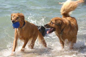 Dog Friendly RV Parks; Photo of Fort De Soto Dog beach