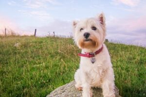 Small white dog with ID tag on collar