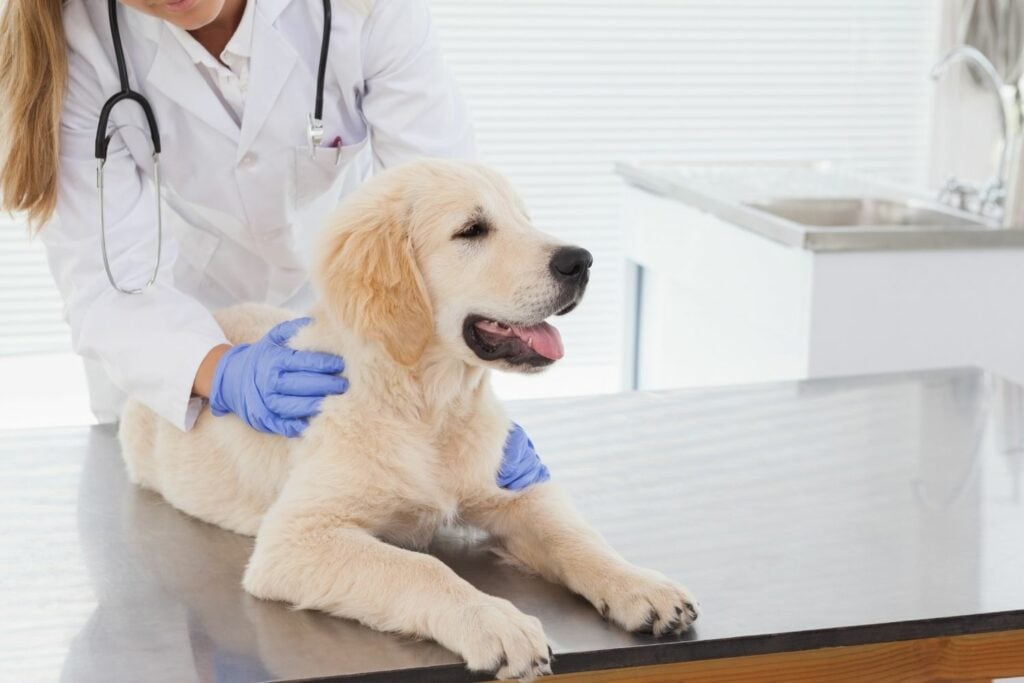 Vet with dog