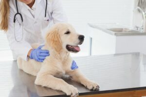 Dog on table at vet office.