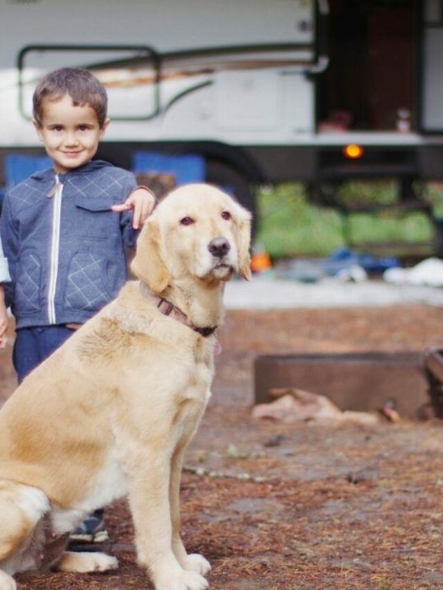 5 Best Camping Movies for Kids Travels with Ted