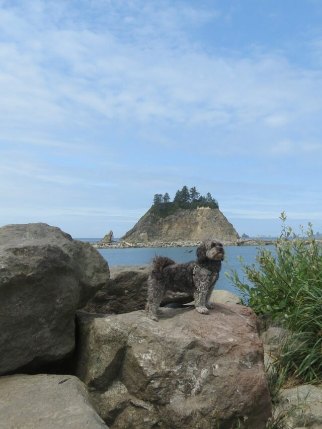 What to Do on the Olympic Peninsula with your Dog Travels with Ted