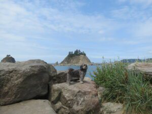 First Beach Olympic Peninsula