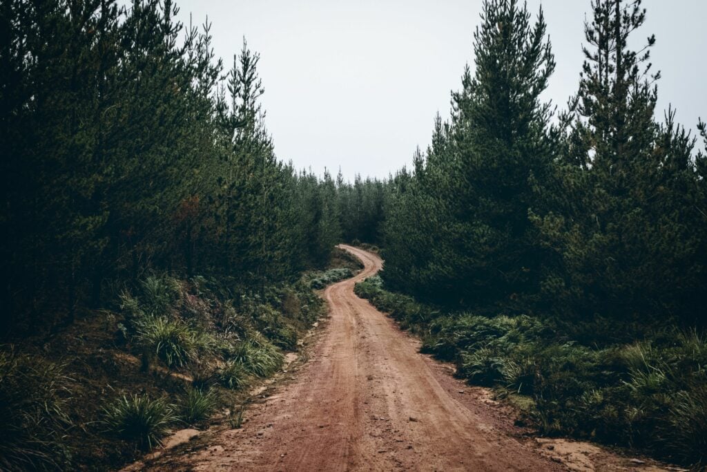 dirt road in the forest 