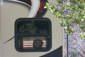 Dog looking out open RV window.