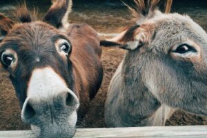 Donkeys looking over fence with faces close to camera.