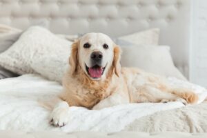 Dog laying on hotel bed.