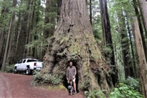 Man an dog standing in front of Redwood tree beside road. White truck in background.