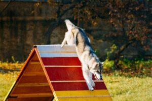 Dog on agility obstacle in dog park.