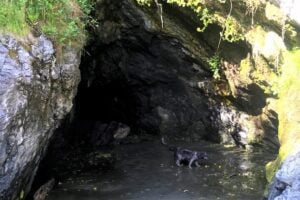 Dog in sea cave.