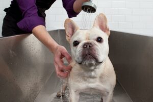 Small dog getting washing in professional tub.