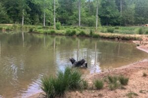 Grey dog in lake at campground dog park.